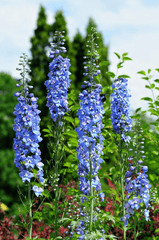 Poisonous Larkspur flower; toxic to rabbits.