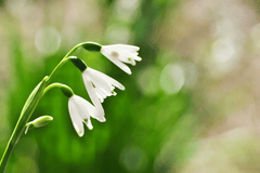 Toxic Lily of the Valley plant for pets.