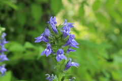 Toxic Lobelia flower, avoid for pets.