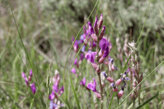 Dangerous locoweed plant, toxic to rabbits.