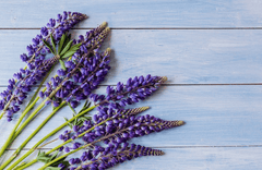 Lupine flowers, toxic to pets – avoid!