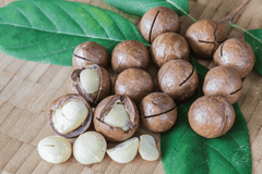 Macadamia nut: Toxic to rabbits