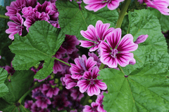 Mallow plant for rabbit treats