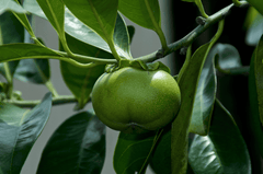 Poisonous Manchineel Tree: avoid entirely.