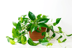 Marble Queen Pothos: Toxic to pets