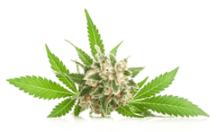 Marijuana plant: Toxic to rabbits