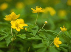 Marsh marigold: toxic yellow flowers for pets.