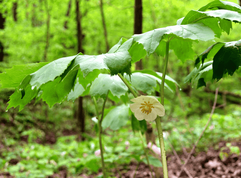 Toxic Mayapple plant - avoid!