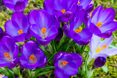 Toxic Meadow Saffron flower - avoid!