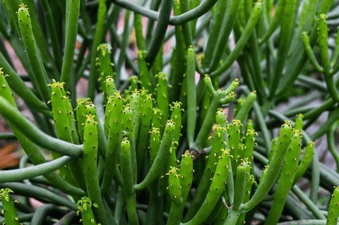 Milk Bush plant: Toxic to pets.