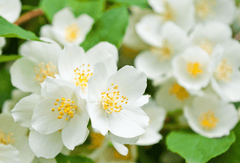 Mock Orange shrub: Toxic to rabbits