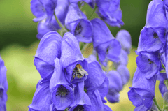 Monkshood flower: toxic to pets.
