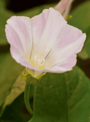 Morning Glory: Toxic to Rabbits
