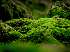 Poisonous moss for rabbits.