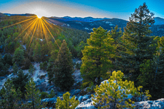 Evergreens: Mostly toxic to pets.
