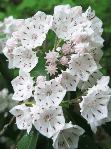 Toxic mountain laurel plant with pink flowers