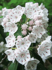 Toxic mountain laurel plant with pink flowers