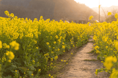 Mustard root plant, toxic to rabbits.