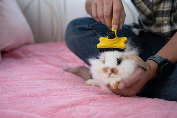 A small white and brown rabbit getting its long fur brushed and groomed by its owner.