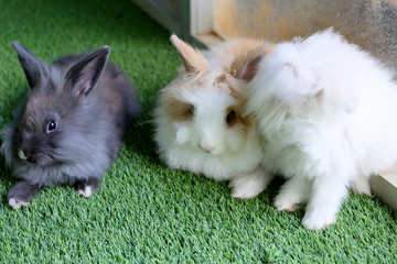 A grey bunny, a white and tan bunny, and a white bunny huddled together on green turf.