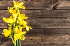 Daffodil flower: Toxic to rabbits.