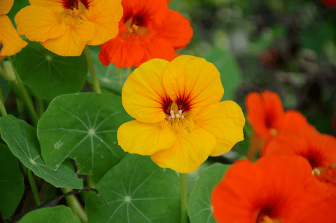 Bright nasturtium flowers for rabbits.