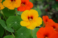 Bright nasturtium flowers for rabbits.