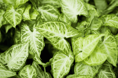 Nephthytis plant: Toxic to rabbits, green leaves.