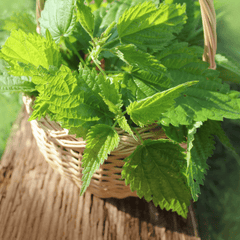 Nettle plant for rabbits' treats.