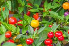 Toxic nightshade plants: tomatoes, peppers, eggplant