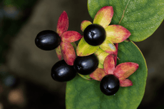 Nightshade plants: toxic to pets.