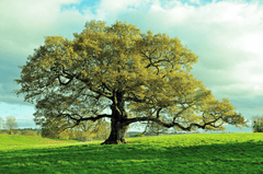 Oak leaves and acorns - toxic to rabbits
