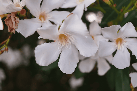 Toxic oleander shrub with pink flowers.