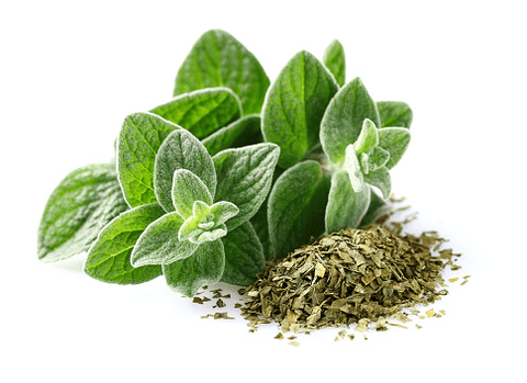 Oregano plant with purple flowers for pet health.