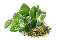 Oregano plant with purple flowers for pet health.