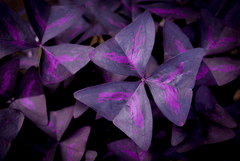 Oxalis plant, toxic to pets.