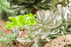 Toxic panda plant for pets.