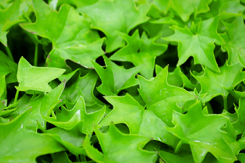 Parlor Ivy plant: Shiny leaves, toxic to pets.