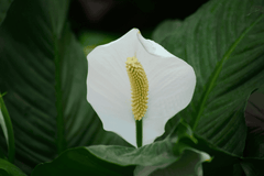 Peace Lily: Toxic plant with shiny leaves.