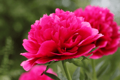 Peony flower, toxic to rabbits.