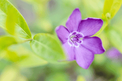 Periwinkle plant: poisonous, avoid eating.