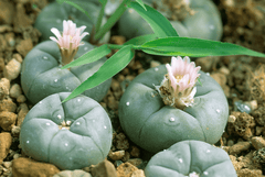 Peyote cactus, toxic to rabbits.