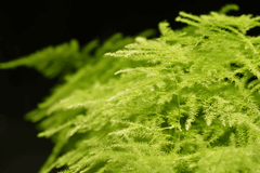 Plumosa fern: Toxic to rabbits.