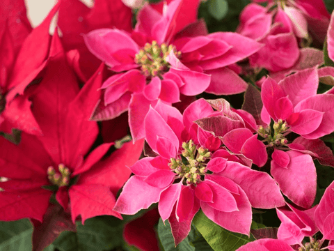 Red poinsettia plant, toxic to pets.