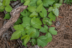 Poison ivy plant: Toxic, avoid for rabbits.