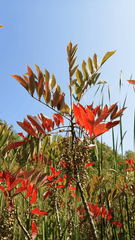 Poison sumac plant: Do not eat!