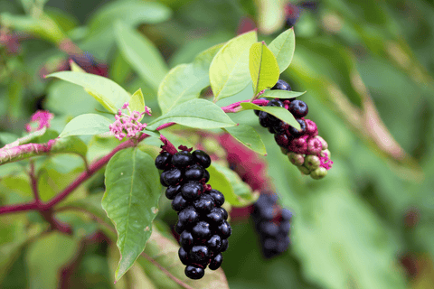 Toxic pokeweed: red stems, dark berries.