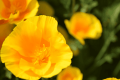 Colorful poppy flower; toxic to pets.