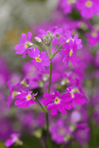 Primrose flower, toxic to pets.