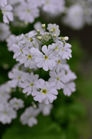Primula flowers: toxic to pets.